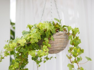 Green ivy plant in the wooden hanging pot for decoration home