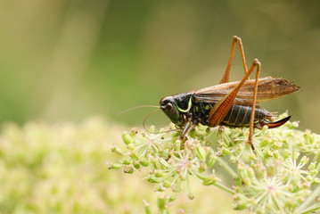 A Roesel's Bush-cricket (Metrioptera roeselii) perched on the edge of a flower.