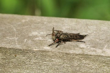 A Robberfly feeding on its prey another fly.	