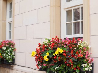 Colorful flower pot hanging outside the window decorating the wall