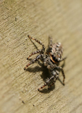 A fencepost Jumping Spider (Marpissa muscosa) with a water droplet on its head.