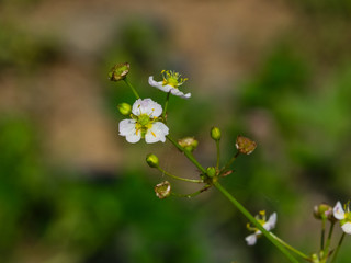 Flower of European water-plantain or Alisma plantago-aquatica close-up, selective focus, shallow DOF