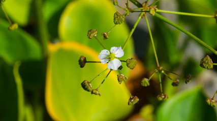 Flower of European water-plantain or Alisma plantago-aquatica close-up, selective focus, shallow DOF