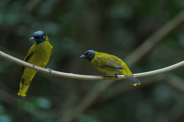 Black-headed Bulbul, Pycnonotus atriceps