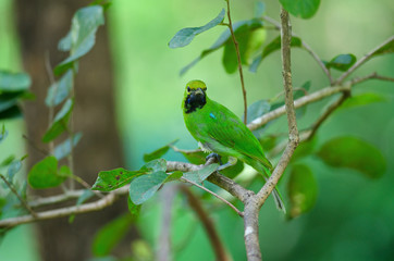 Golden-fronted leafbird on the branch
