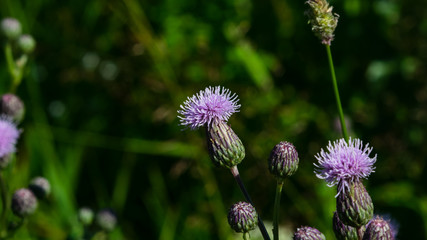 Blooming Thistle, Cirsium arvense, flower with bokeh background macro, selective focus, shallow DOF