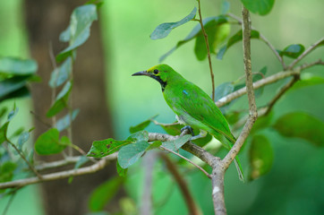 Golden-fronted leafbird on the branch