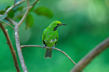 Golden-fronted leafbird on the branch