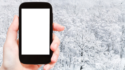 panoramic view of snow covered oak grove in forest