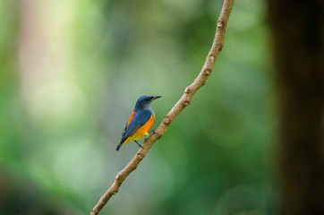 colorful bird Orange-bellied Flowerpecker