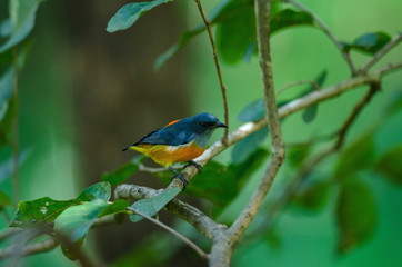 colorful bird Orange-bellied Flowerpecker