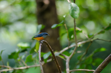 colorful bird Orange-bellied Flowerpecker