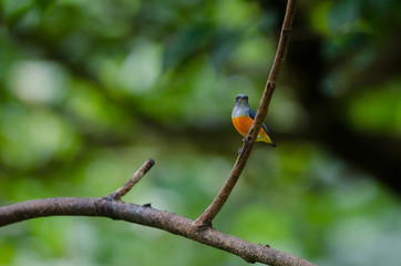 colorful bird Orange-bellied Flowerpecker
