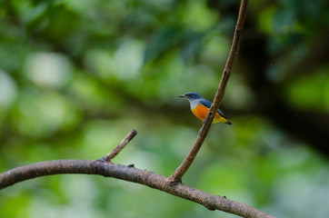 colorful bird Orange-bellied Flowerpecker