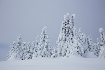 Frozen trees in foggy weather in winter.