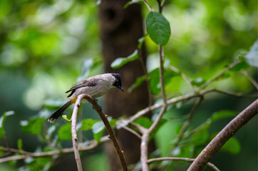 Beautiful bird Sooty headed Bulbul