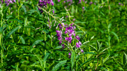 Great or rosebay willowherb or fireweed, Chamerion angustifolium, blossom close-up, selective focus, shallow DOF