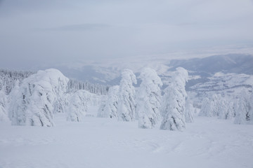 Fototapeta na wymiar Frozen trees in foggy weather in winter.