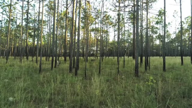 Bosque con venados