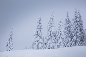 Frozen trees in foggy weather in winter.