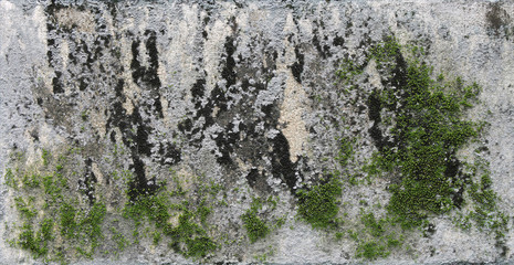 background texture: the surface of old concrete slab covered with moss or algae