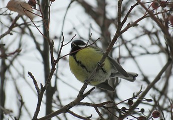 Great tit on tree in winter season