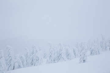 Frozen trees in foggy weather in winter.