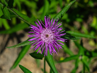 Flower of Brown Knapweed or Centaurea jacea macro, selective focus, shallow DOF