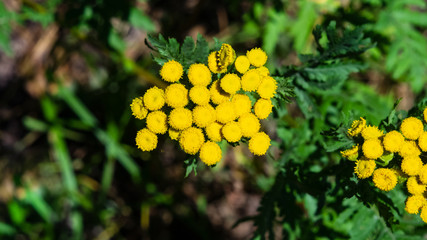 Blooming common tansy or tanacetum vulgare, golden buttons, macro, selective focus, shallow DOF