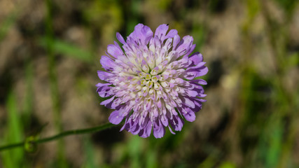 Flower of Field Scabious, Knautia Arvensis, with bokeh background macro, selective focus, shallow DOF