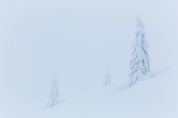 Frozen trees in foggy weather in winter.
