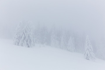 Frozen trees in foggy weather in winter.