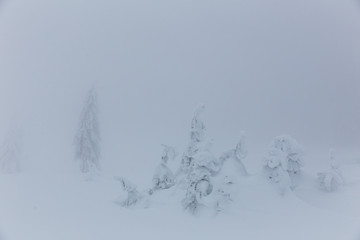 Fototapeta na wymiar Frozen trees in foggy weather in winter.