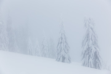Frozen trees in foggy weather in winter.