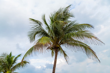 Fototapeta na wymiar Tropical coconut trees Caribbean Sea