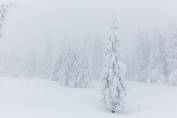 Frozen trees in foggy weather in winter.