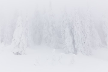 Winterland