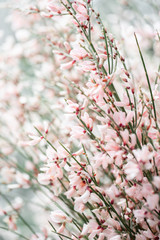 Close up Bouquet in a glass vase of light pink genista cytisus flowers. Pastel color. Spring flowering plant branches. flower shop