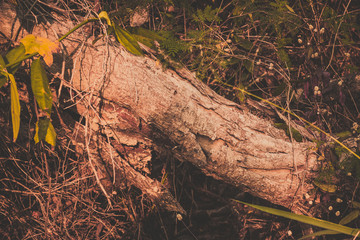 wood texture background