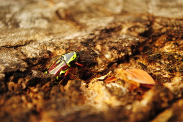 Small green insect crawling in search for food in the dead tree trunk