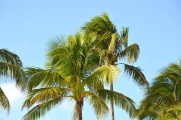 Cocos nucifera coconut palm tree tops and crowns against clear blue sky in a tropical location....
