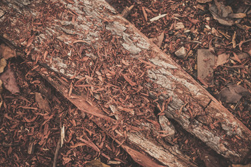 wood texture background