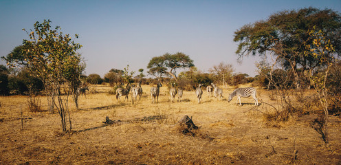 Fototapeta na wymiar Zebras im Buschland bei Sonnenuntergang, Makgadikgadi Pans Nationalpark, Botswana