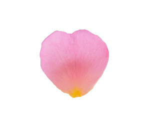 Pink rose petals isolated on white background with clipping path