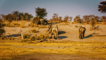 Elefanten entfernen sich vom Wasserloch in Richtung Busch,  Sonnenuntergang, 