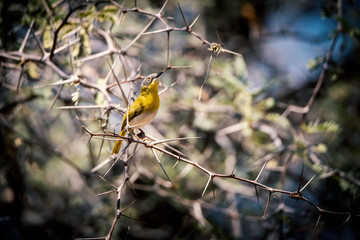 Gelbbrust-Feinsänger (Apalis flavida) in einem Kameldorn Baum, Makgadikgadi Pans Nationalpark, Botswana