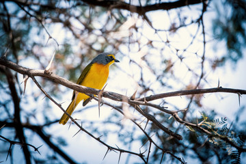 Orangebrustwürger (Chlorophoneus sulfureopectus) im Baum, Makgadikgadi Pans Nationalpark, Botswana