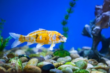 Ornamental fish, koi fish,