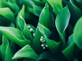 Spring background with blooming lily of the valley close-up. Blooming Lily of the valley in spring garden with shallow focus. May flowers.