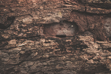 wood texture background